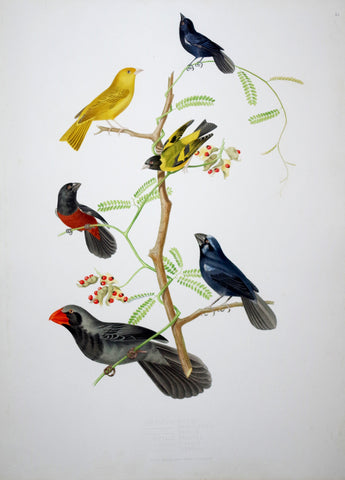 Jean Théodore Descourtilz (1796-1855), Carduelis Nitens 44