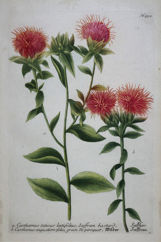 Johann Wilhelm Weinmann (died 1741), Carthamus Sativus latifolius N320