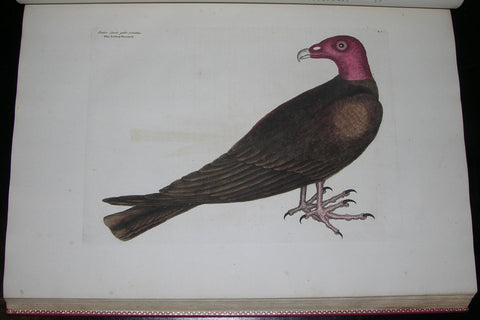 Mark Catesby (1683-1749), The Natural History of Carolina, Florida and the Bahama Islands