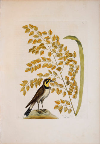 Mark Catesby (1683-1749), T32 The Lark, The Sea-side Oat