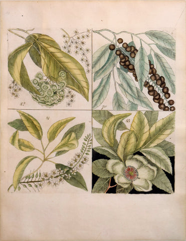 Mark Catesby (British, ca. 1679-1749), Plate 70, 81, 82, 83