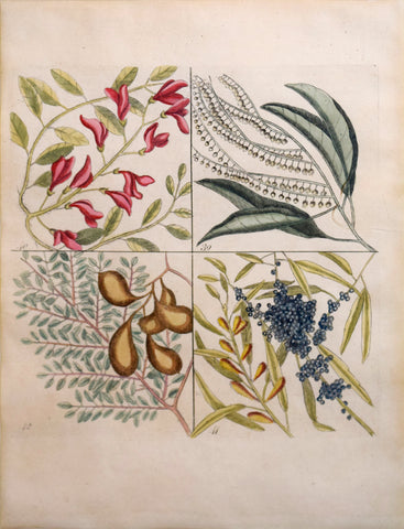 Mark Catesby (British, ca. 1679-1749), Plate 39, 40, 41, 42