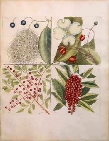 Mark Catesby (British, ca. 1679-1749), Plate 23, 24, 25, 26