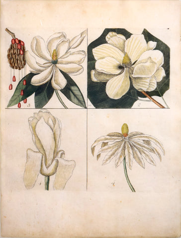 Mark Catesby (British, ca. 1679-1749), Plate 1, 2, 3, 4