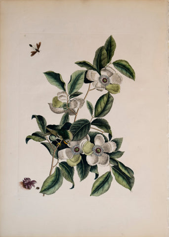 Mark Catesby (1683-1749), T 13, Silky Camellia and Ruby-crowned Kinglet