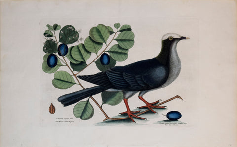 Mark Catesby (1683-1749), T 25, The White-crown'd Pigeon, The Cocoa Plum