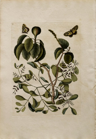 Mark Catesby (1683-1749), The Mancaneel Tree, Misleto, butterfly, T95