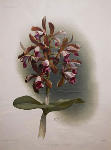 Henry Frederick Conrad Sander (1847-1920), Cattleya Guttata Leopoldi