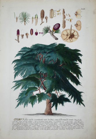 Georg Ehret (1708-1770), Cedrus tab LX