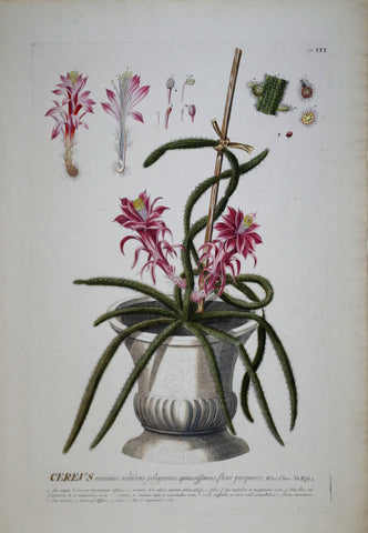 Georg Ehret (1708-1770), Cereus tab XXX