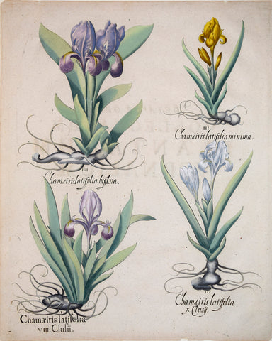 Basilius Besler (1561-1629), Chamaeiris latifolia