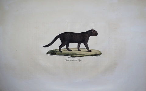 Frederic Cuvier (1769-1832) & Geoffroy Saint-Hilaire (1772-1844), Chat noir du cap