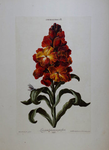 Georg Ehret (1708-1770), Cheiranthus II P128