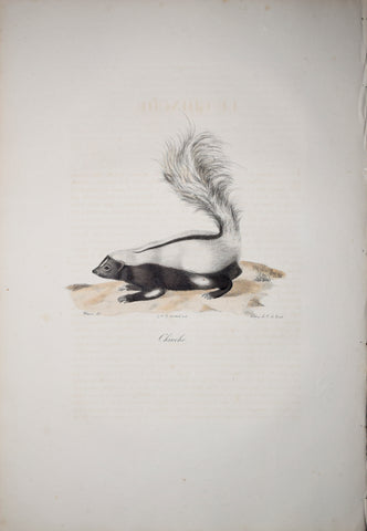 Frederic Cuvier (1769-1832) & Geoffroy Saint-Hilaire (1772-1844), Chinche - Striped Skunk