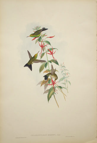 John Gould (1804-1881), Chlorostilbon Osberti