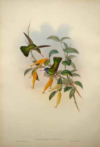 John Gould (1804-1881), Chrysuronia Humboldti