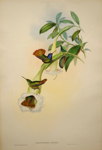 John Gould (1804-1881), Chrysuronia Oenone