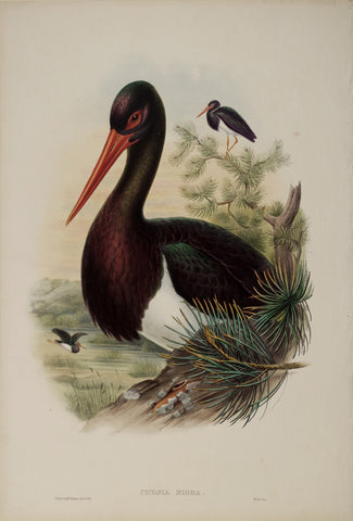 John Gould (1804-1881), Ciconia Nigra