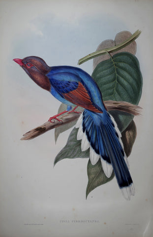 John Gould (1804-1881), Cissa Pyrrhdcyanea Pl. 354