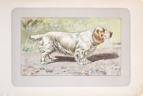 P. Mahler & J.B. Samat, Clumber Spaniel