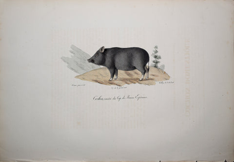 Frederic Cuvier (1769-1832) & Geoffroy Saint-Hilaire (1772-1844), Cochon, variete du Cap de Bonne Esperance
