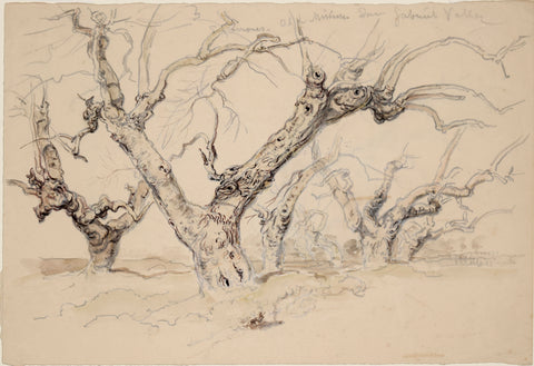 Samuel Colman (1832-1920), Sycamores. Old Mission, San Gabriel Valley