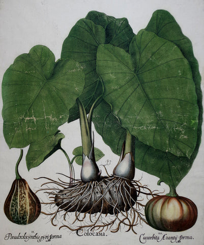 Basilius Besler (1561-1629), Colocasia