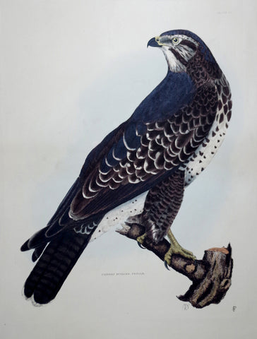 Prideaux John Selby (1788-1867), Common Buzzard Female Plt VI