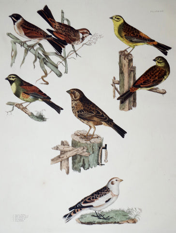 Prideaux John Selby (1788-1867), Common, Yellow, Reed, Cirl, Tawny Bunting Plt LIL