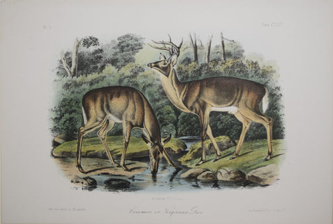 John James Audubon (1785-1851) & John Woodhouse Audubon (1812-1862), Common or Virginian Deer Pl. CXXXVI