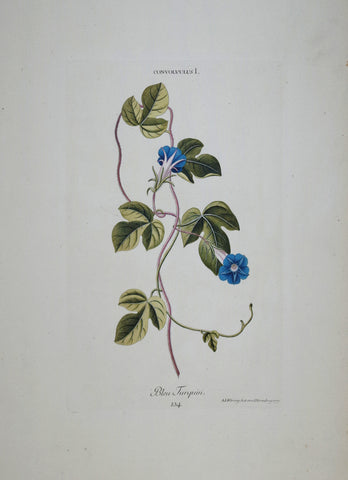 Georg Ehret (1708-1770), Convolvulus I P134