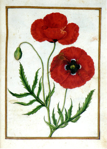 Jacques le Moyne de Morgues (French, ca. 1533-1588), Corn Poppy