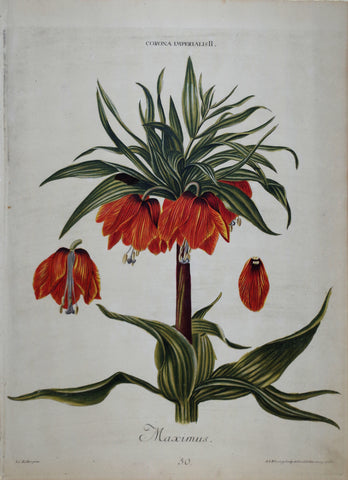 Georg Ehret (1708-1770), Corona Imperialis II P50