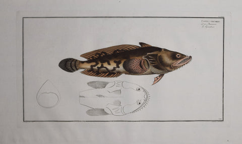 Marcus Elieser Bloch (1723-1799), Cottus Gruniens Pl CLXXIX