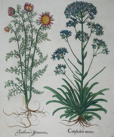 Basilius Besler (1561-1629), Cotyledon Minus