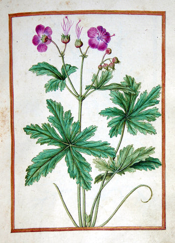 Jacques le Moyne de Morgues (French, ca. 1533-1588), Cranesbill