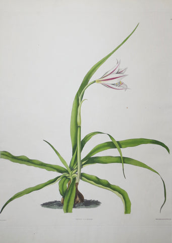 Priscilla Susan Bury (1799-1872), Crinum Yuccaedes 21