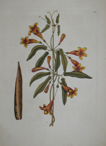 Mark Catesby (1683-1749), Cross-Vine P82