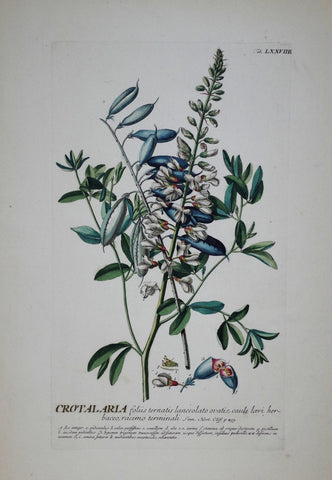 Georg Ehret (1708-1770), Crotalaria tab LXXVIIII