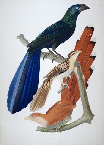 Jean Théodore Descourtilz (1796-1855), Crotophaca Major 15