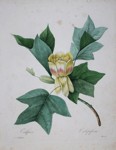 Pierre Joseph Redoute (1759-1840), Culipier