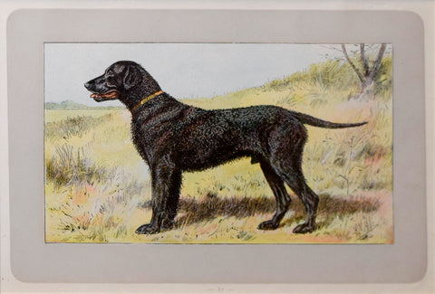 P. Mahler & J.B. Samat, Curly Coated Retriever