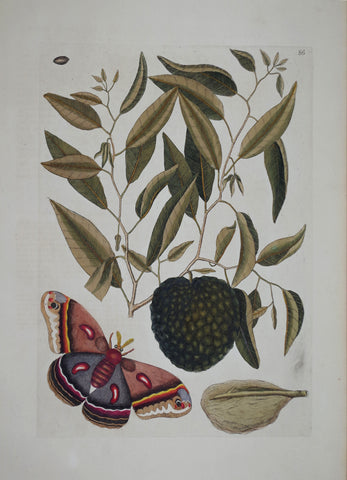 Mark Catesby (1683-1749), Custard Apple P86