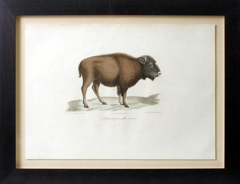 Frederic Cuvier (1769-1832) & Geoffroy Saint-Hilaire (1772-1844), Bison femelle jeune
