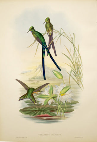 John Gould (1804-1881), Cynanthus Cyanurus