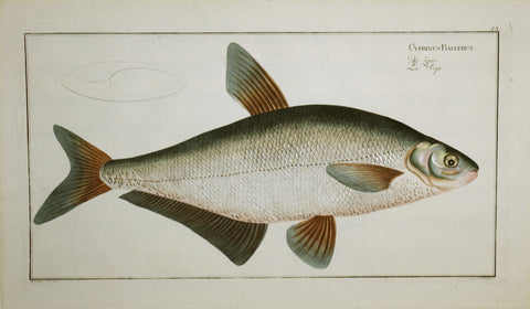 Marcus Elieser Bloch (1723-1799), Cyprinus Ballerus