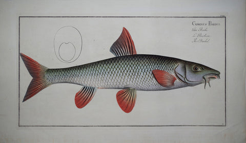 Marcus Elieser Bloch (1723-1799), Cyprinus Barbus (Barbel), Pl XVIII