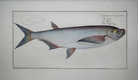 Marcus Elieser Bloch (1723-1799), Cyprinus Cultratus (Knife Carp), Pl XXXVII
