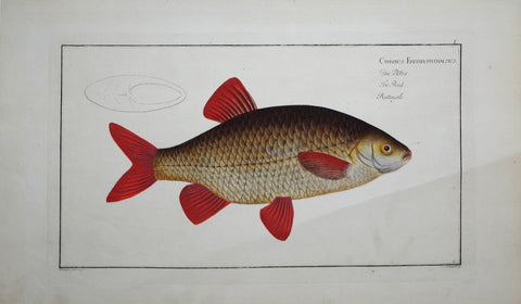 Marcus Elieser Bloch (1723-1799), Cyprinus Erithrophothalmus