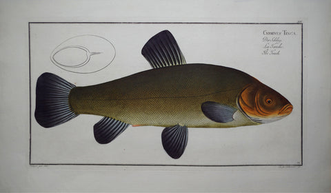 Marcus Elieser Bloch (1723-1799), Cyprinus Tinca (Tench), Pl XIV